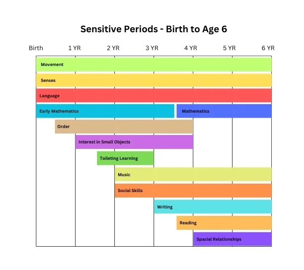 Sensitive Periods in Montessori